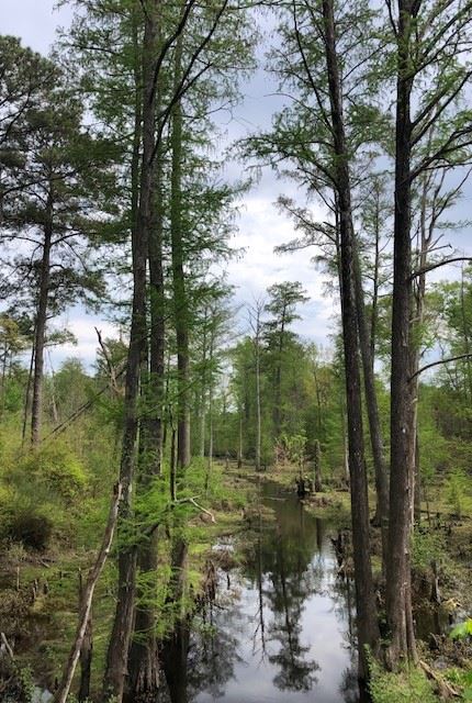Creek Crossing the Seaboard Coastline Trail